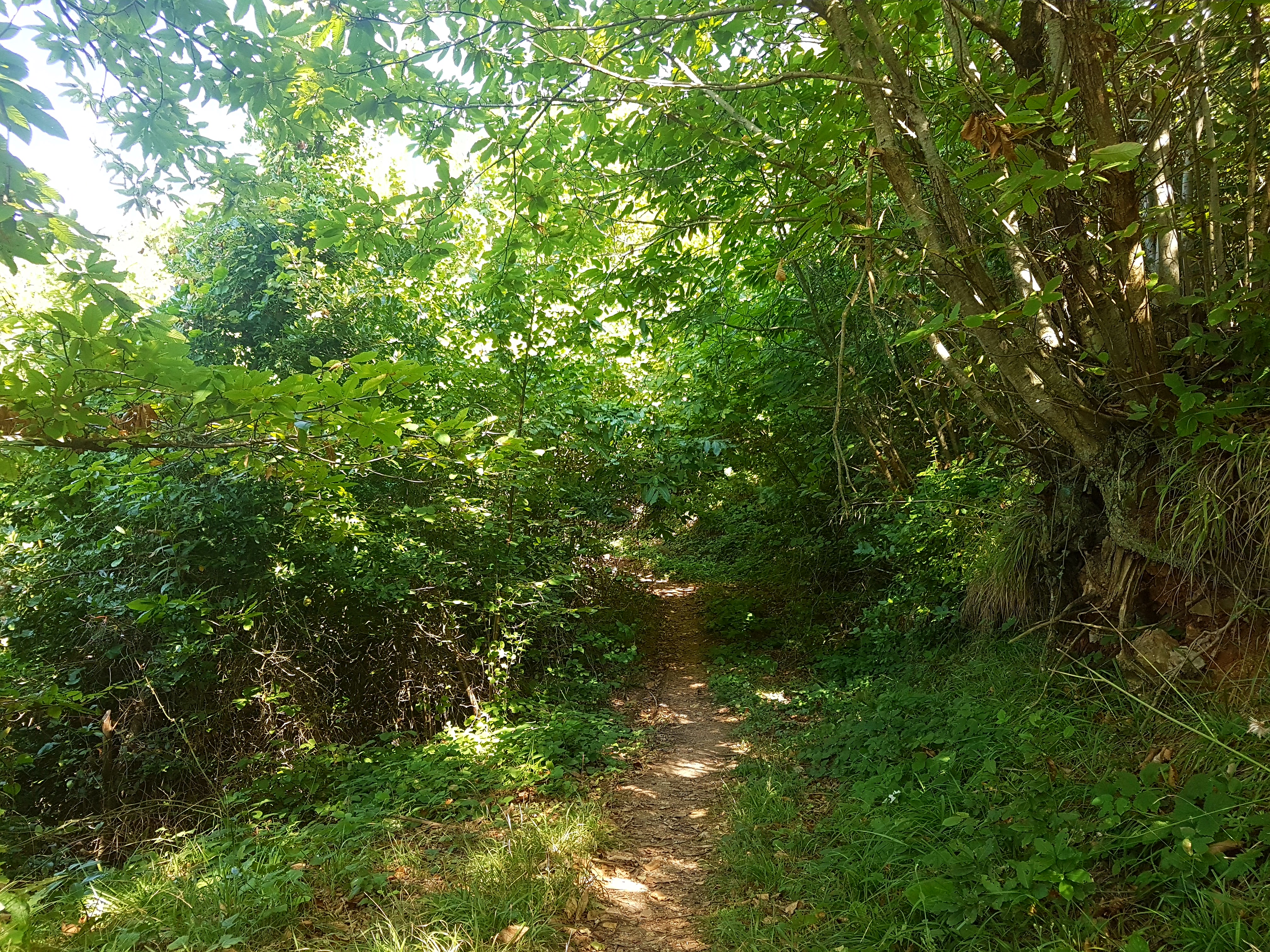 İpsiz Recep'in Limanı Yolu