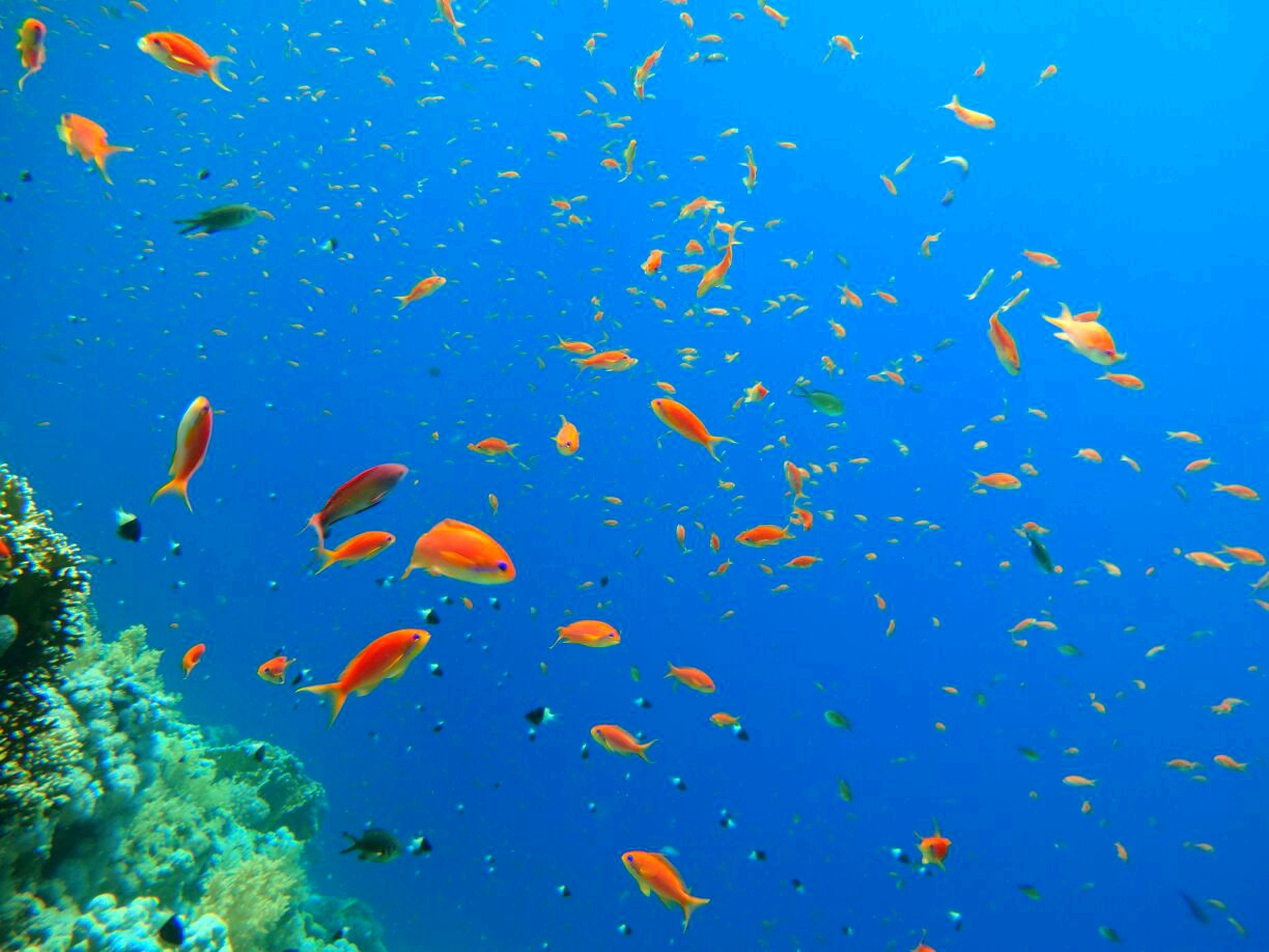 Sharm El-Sheik dalış