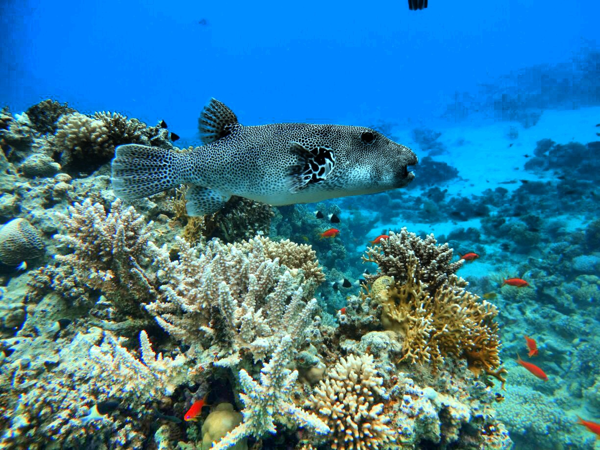 Sharm El-Sheik Dalış
