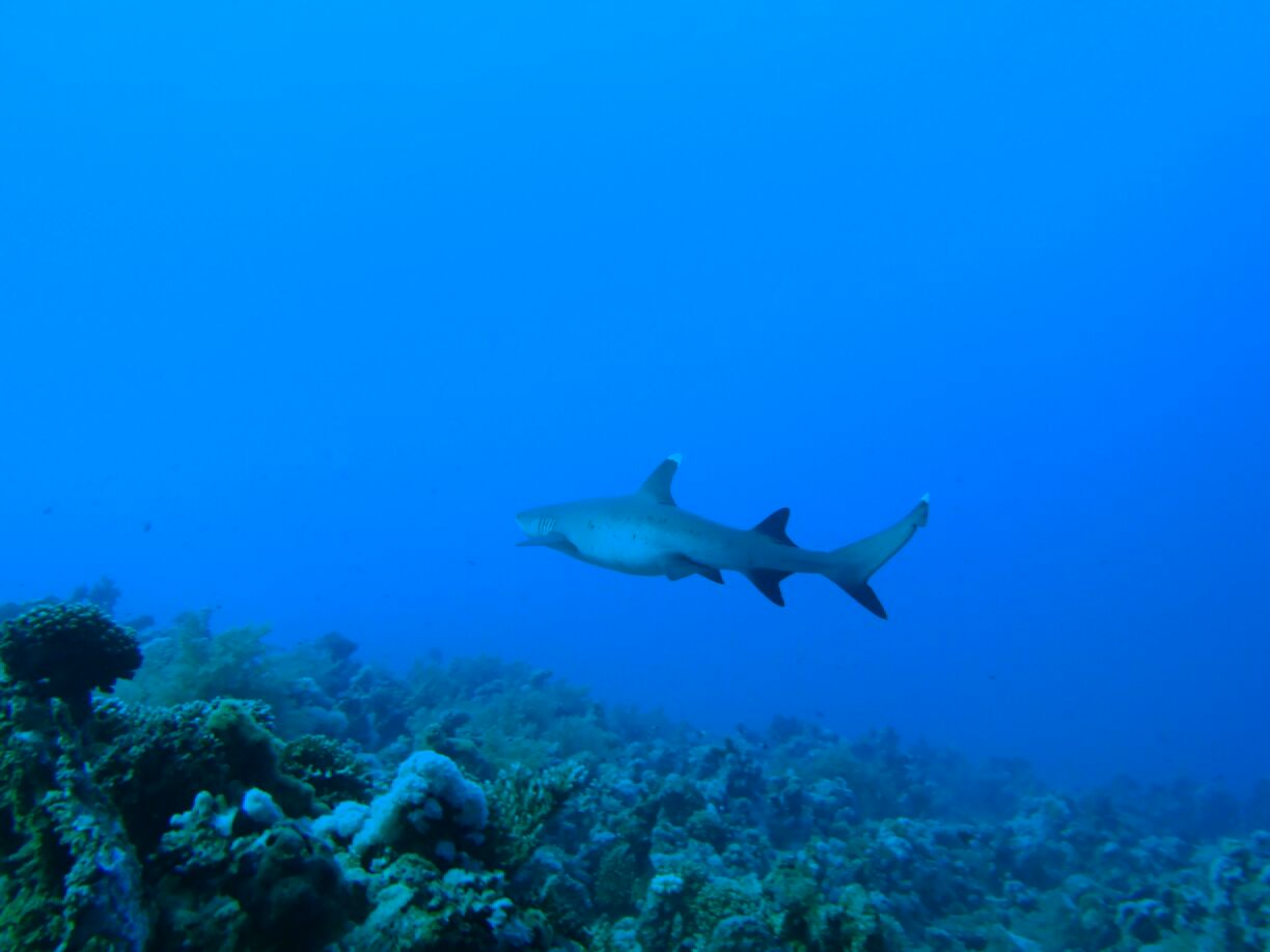 Sharm El-Şeyh Shark
